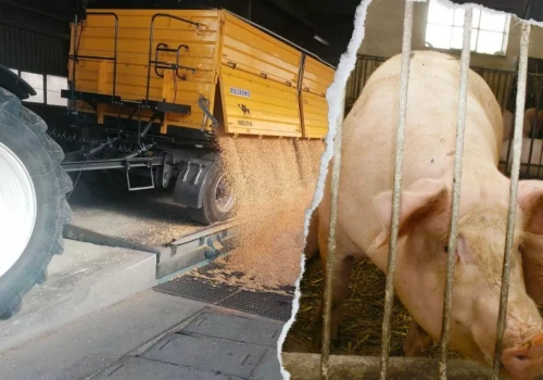 Pszenica może odreagować po spadkach. Kukurydza i nawozy dają rolnikom powody do obaw