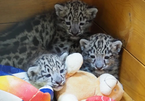 Trzy kudłate cuda w Warszawskim ZOO. Na świat przyszły małe irbisy śnieżne (wideo)