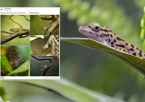 W naturze żyją tylko na jednej wyspie. Niezwykłe narodziny w zoo w Płocku