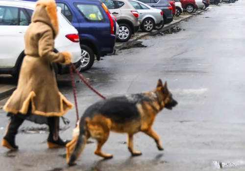 Nie ma pasów, a kierowca i tak musi przepuścić pieszego. Mandat zwala z nóg