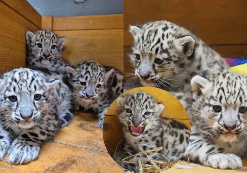 W warszawskim zoo urodziły się 3 irbisy śnieżne i wyglądają jak chmurki z waty cukrowej