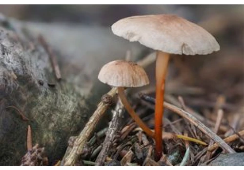 Niepozorny, wątły grzybek. Wytrawni grzybiarze wiedzą, jak jest pyszny i aromatyczny