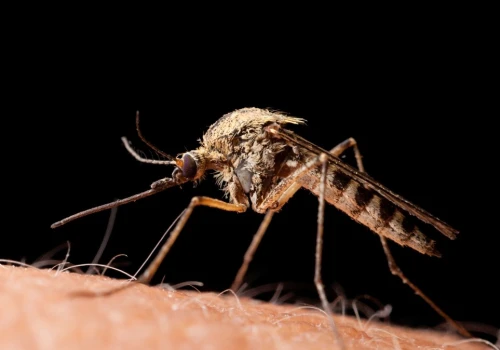 Malaria może wrócić i po 30 latach. Naukowcy odkryli słaby punkt pasożyta