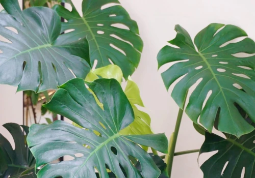 Duże i błyszczące liście. Jesienią monstera potrzebuje innej opieki