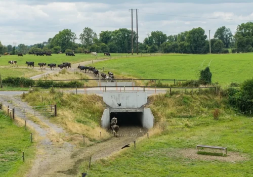 Tunel dla 500 krów pod ruchliwą drogą. Budowa kosztowała prawie 650 tys. zł