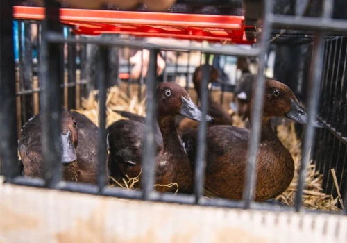 Wrocławskie zoo ratuje rzadkie kaczki. Do natury trafiły kolejne podgorzałki