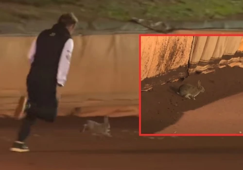 Nietypowy powód przerwania meczu. Na torze pojawił się... królik