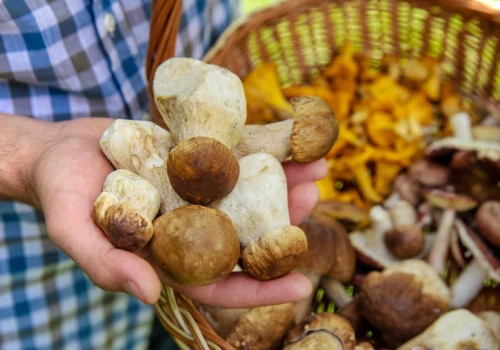 Niemcy ruszają na grzyby do Polski. Przyciągają ich inne zasady
