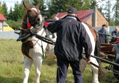 Koń wbiegł w tłum podczas święta hodowców. Są poszkodowani
