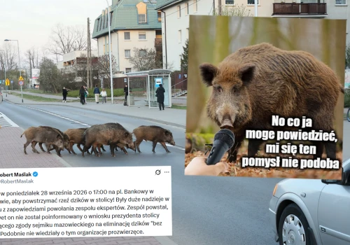 W Warszawie odbędzie się protest przeciwko odstrzałowi dzików, które wybitnie upodobały sobie stolicę