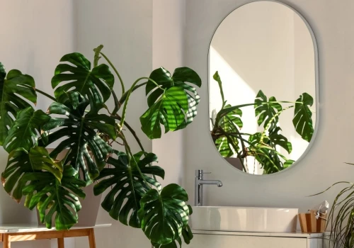 Monstera żółknie i gubi liście? Nie wyrzucaj jej. Tak możesz ją uratować