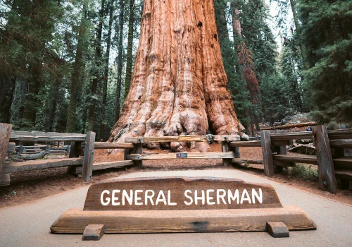 General Sherman – największe drzewo na świecie