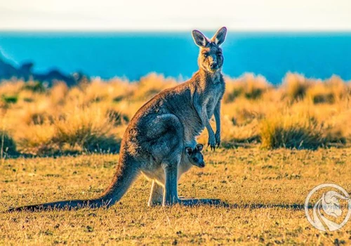 RBA podnosi stopy do 4,6 proc. Australia z najwyższymi stopami od 15 lat