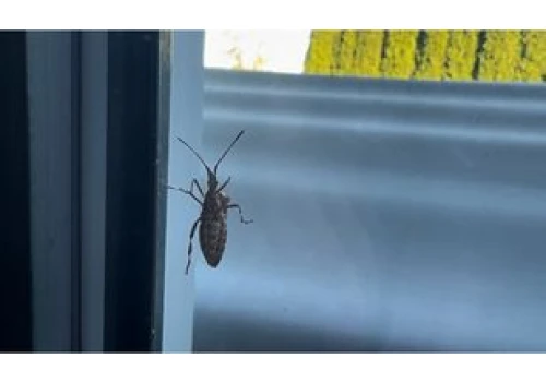 Wchodzą teraz do mieszkań! Są na parapetach, murach... Ten owad może pojawić się nawet w sypialni. Wydziela nieprzyjemną woń.