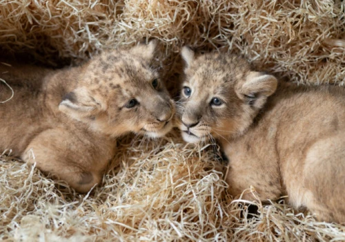 Po ponad 20 latach w łódzkim zoo znów urodziły się lwy azjatyckie! Shiva i Loki mają dwoje młodych