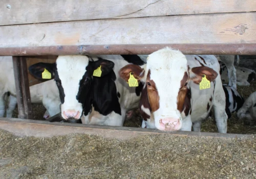 Ceny bydła: byki do 25,7 zł/kg, ale ubojnie przymierzają się do obniżek