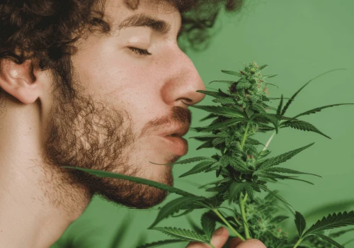 Po legalizacji spadło użycie marihuany wśród młodzieży