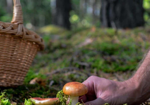 Wykręcać czy wycinać grzyby? Leśnicy wyjaśniają odwieczny spór