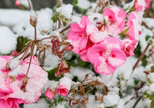 Zbliża się czas zimowania pelargonii. Sprawdź, kiedy zabrać je do domu