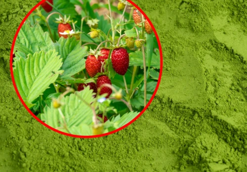 Polska matcha podbija Podlasie. Jej główny składnik rośnie pod Hajnówką
