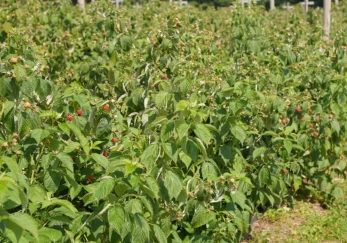 Rdza maliny atakuje plantacje! Pogoda sprzyja tej chorobie. Co robić?