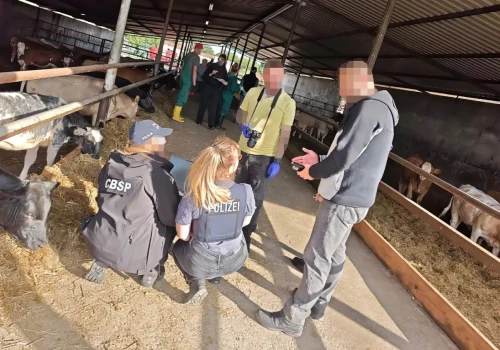 Setki sztuk bydła zniknęły. CBŚP znalazło 159 i zatrzymało dwóch Polaków