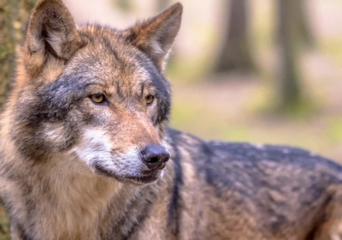 Wilki zauważone w regionie. Gmina prosi o zachowanie ostrożności