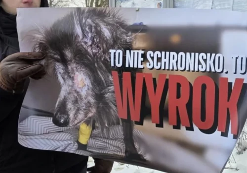Właściciel schroniska Happy Dog żąda 7 mln odszkodowania