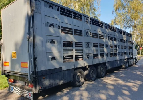 160 świń w naczepie z niesprawnymi hamulcami. Inspektorzy zatrzymali transport na DK19