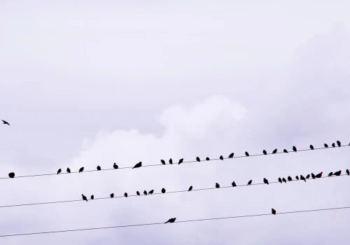Planowane wyłączenia prądu w Powiecie Wołomińskim