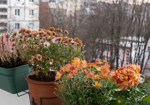 Balkon nie musi być szary jesienią i zimą. Posadź te rośliny w donicach