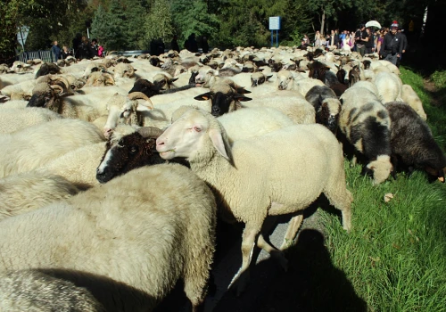 Podziękują bacy za 15 lat wypasu owiec. W Ochotnicy Górnej będzie redyk