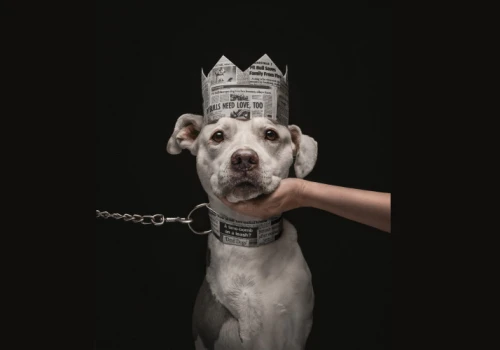 Oto najlepsze na świecie zdjęcia psów - ogłoszono wyniki Dog Photography Awards 2026