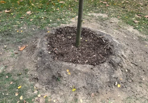 Nie czekaj do wiosny z sadzeniem drzew. Jesienią zrób to w ten sposób, a szybciej się przyjmą