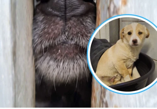 Psy z opolskiego schroniska dostaną błogosławieństwo. Możesz przyjść ze swoim pupilem!