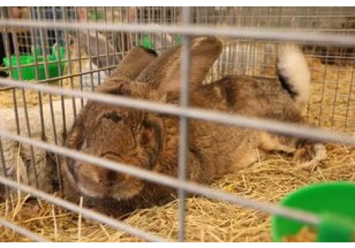 Najpiękniejsze króliki z całej Polski na X Ogólnopolskiej Wystawie Królików w Boguchwale. Zobacz zdjęcia