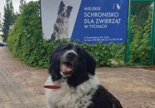 Dzisiaj w Marsz dla Zwierząt w Tychach. Będzie symboliczne cięcie łańcuchów