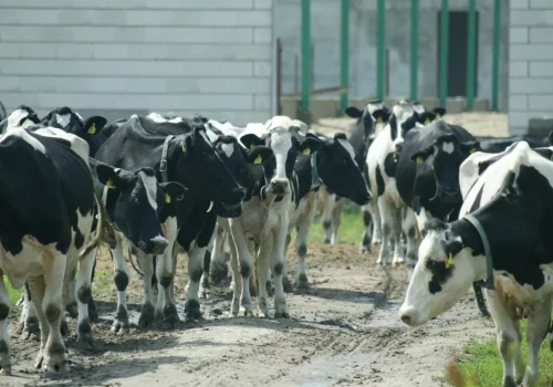 Ceny mleka pod presją, a gospodarstwa liczą koszty. II Kongres Polskie Mleko już 6 października
