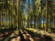 Nowy sposób na dofinansowanie parków narodowych. MKiŚ chce, by „dorzucały się” Lasy Państwowe