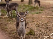 Prokurator bada atrakcję turystyczną na Mazurach. Jedenaście zwierząt padło jednej nocy