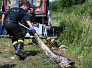 Czegoś takiego rybacy w Starym Lublińcu nigdy nie widzieli. Przecierali oczy ze zdumienia