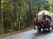 Gwiazdor disco polo o koniach wożących turystów nad Morskie Oko. Jego słowa oburzą wielu