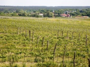 „Polskie Bordeaux”. Tu znajdziesz winnicę w samym centrum miasta i masę atrakcji