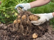 Wiele osób wyklucza ten produkt. Myślą, że nie ma wartości i tuczy, a to błąd