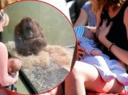 30 matek karmiło piersią przed wybiegiem orangutanów. Nie wszystko poszło zgodnie z planem