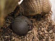 Narodziny pancernika bolity południowej w Warszawskim ZOO