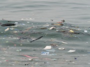 Andromeda pomoże wykryć mikroplastik na plaży.  Każdy może w tym pomóc