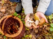 Najgorszy błąd wielu grzybiarzy. Skutki są opłakane