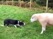 Border collie zna się dobrze  na swojej pracy [WIDEO]