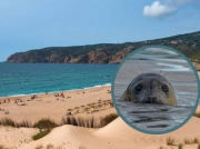 Nietypowa wizyta na plaży w Portugalii. Plażowicze byli w szoku